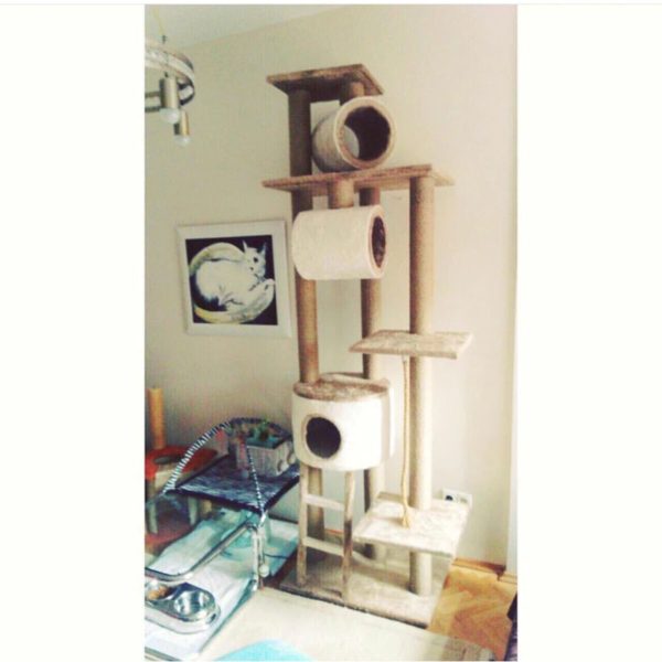Lüx Kedi Evi Ve Kedi Evi Tırmalama Platformu