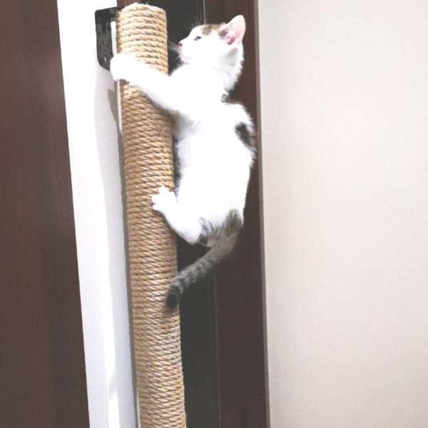 Duvara Asılan 80 Cm Kedi Tırmalama Seti